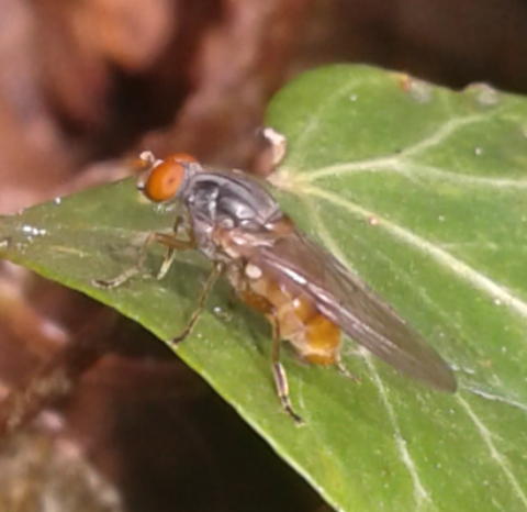 Syrphidae : maschio di Brachyopa sp.?  S, cfr....